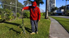 Florida freeze could cause iguanas to tumble from trees this weekend